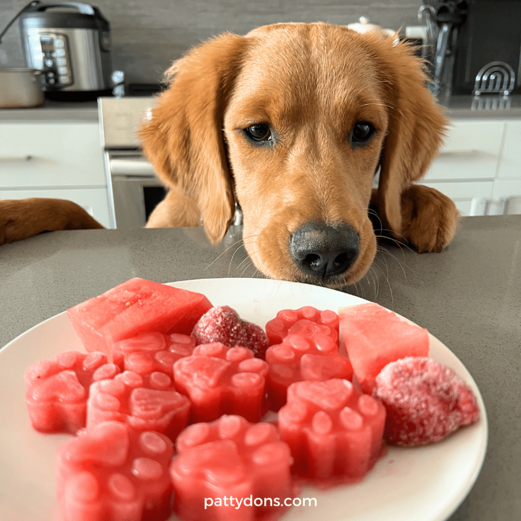 homemade strawberry watermelon frozen dog treats